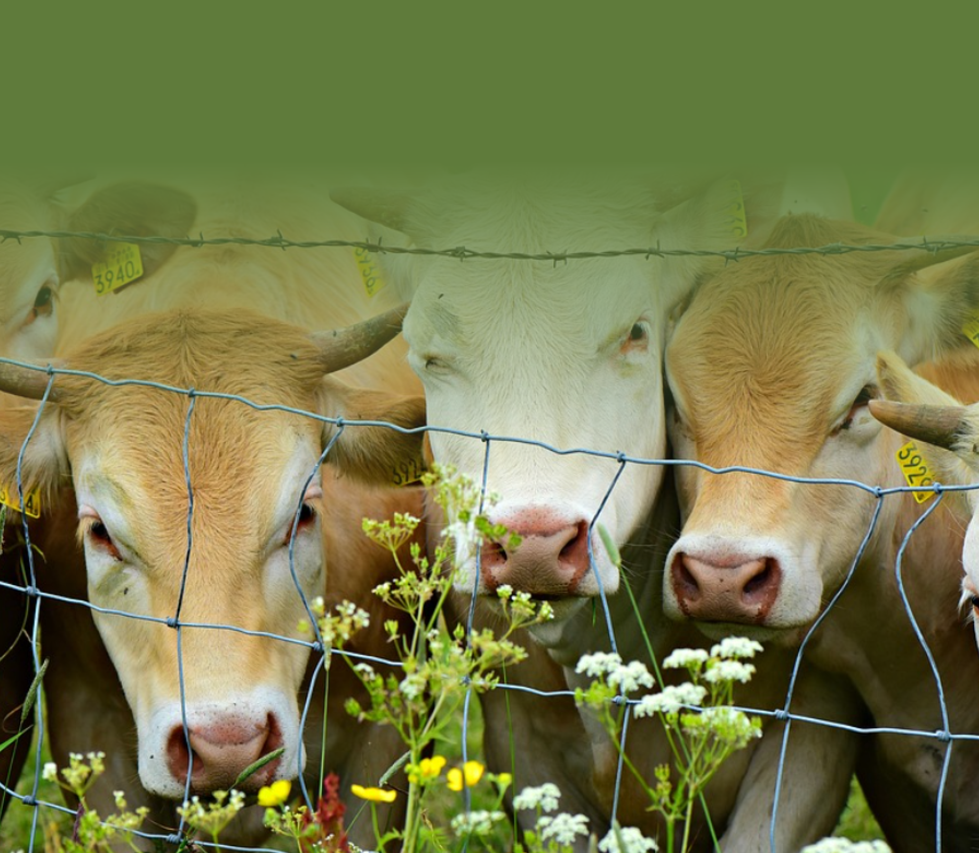 Fencing Guide Main Mobile Image