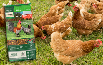 Nutrena Hi-Pro Scratch Grains 7 lb