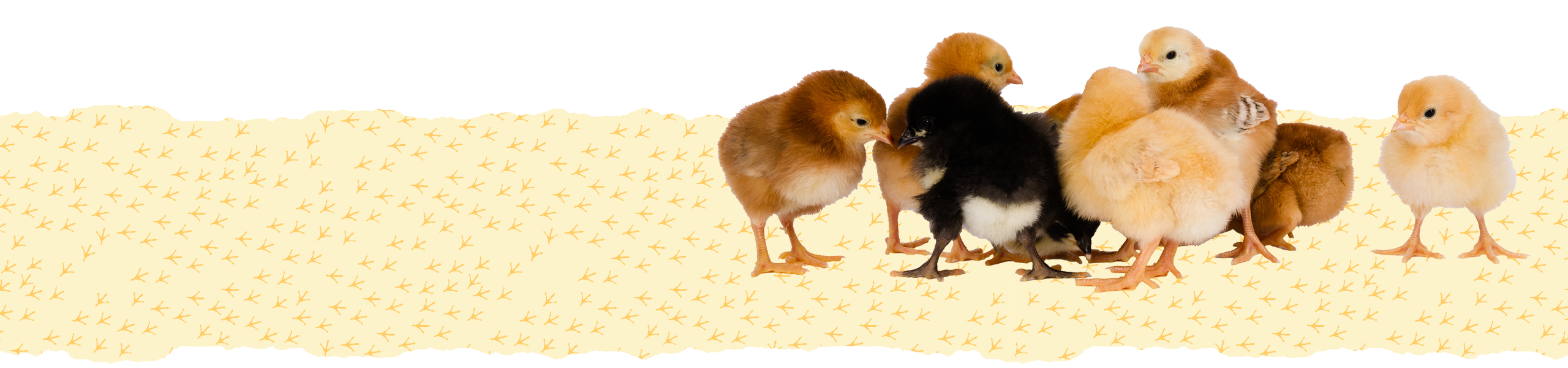 Chicks Guide Main Image