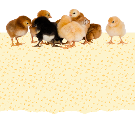 Chicks Guide Main Mobile Image