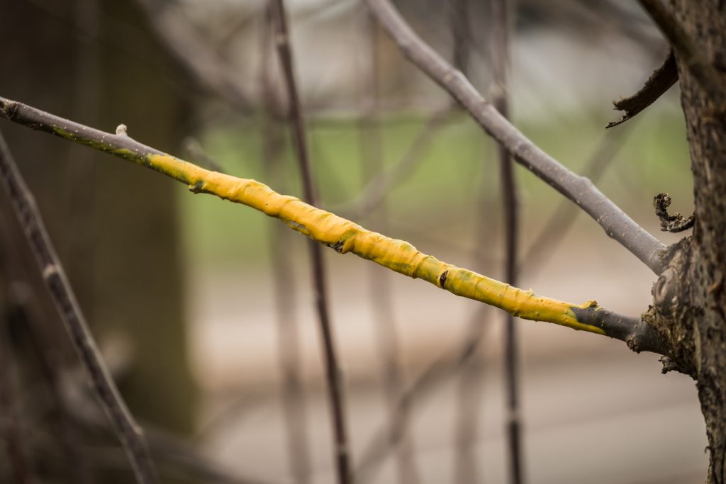 Tree Grafting