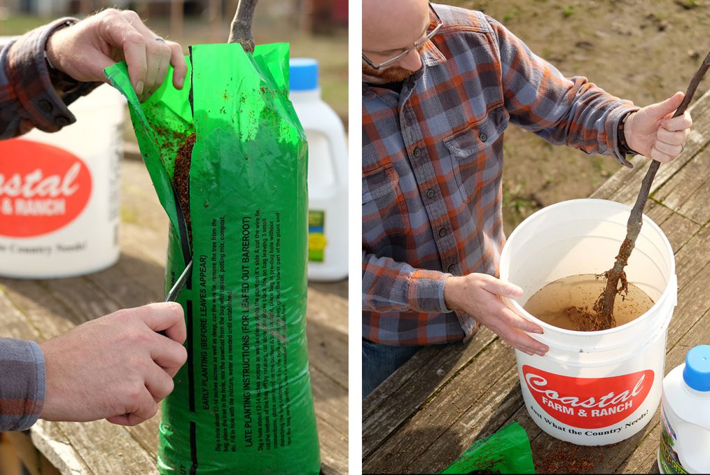 Carefully pre-soak your bare-root trees