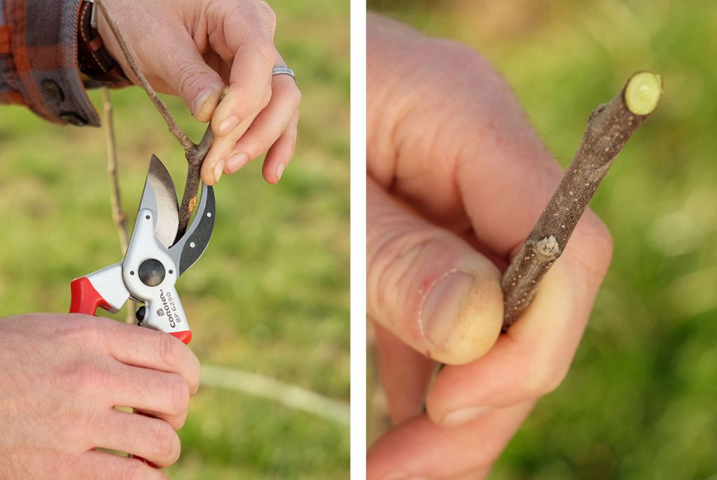 Trim off any unnecessary branches