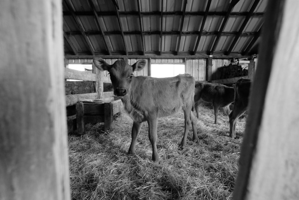 Black and white calf