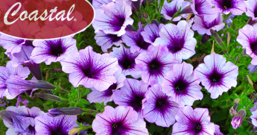 Petunias