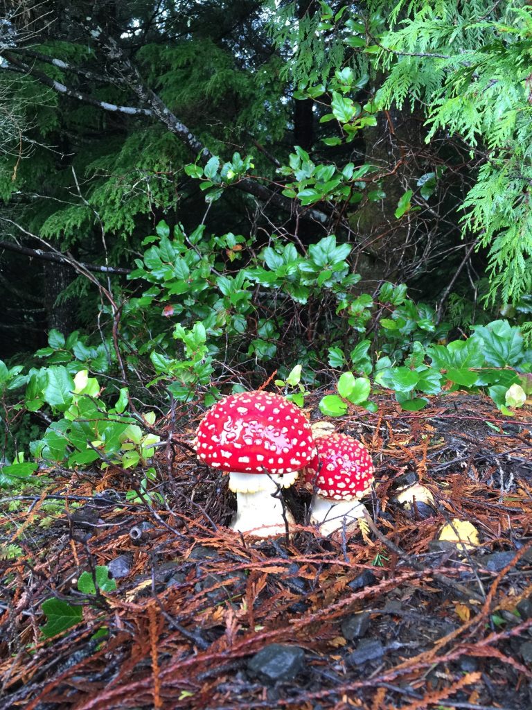 amanita muscaria