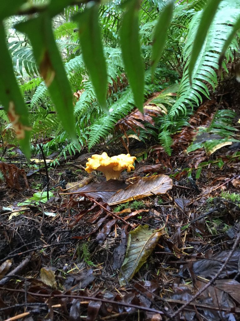 Chanterelle