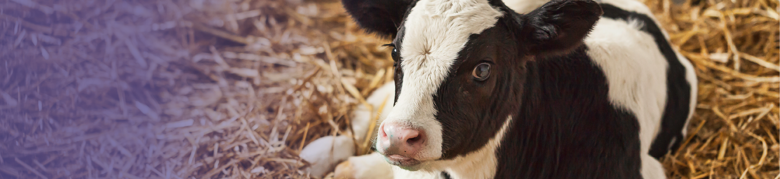 Calving Awareness Guide Main Image