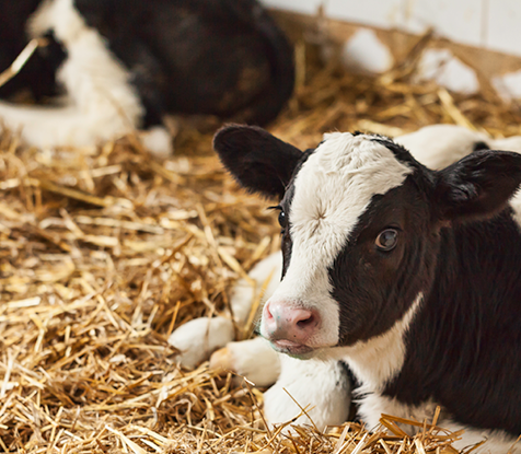 Main Gift Guide Image