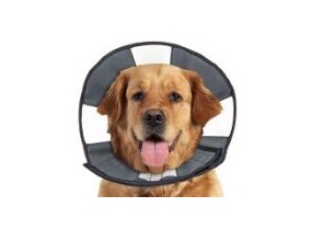 Pet Accessories - Zencollar