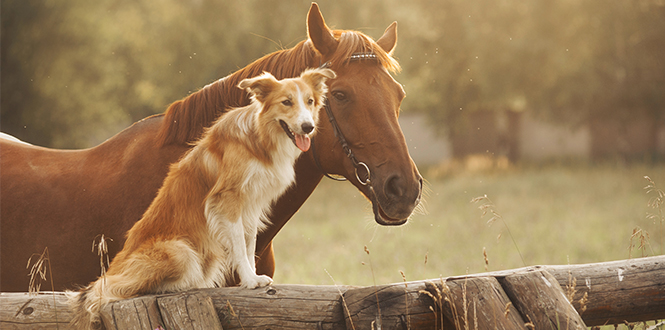 Pet & Animal Category Image